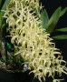 Speciosum